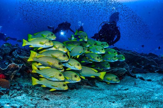 plongeur snorkeling tenant un appareil photo compact étanche sous l'eau turquoise, photographiant un banc de poissons tropicaux près d'un récif corallien