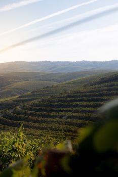 point de vue en surplomb sur la vallée du Douro, vignes en terrasses et méandre du fleuve dans la brume matinale, lumière dorée