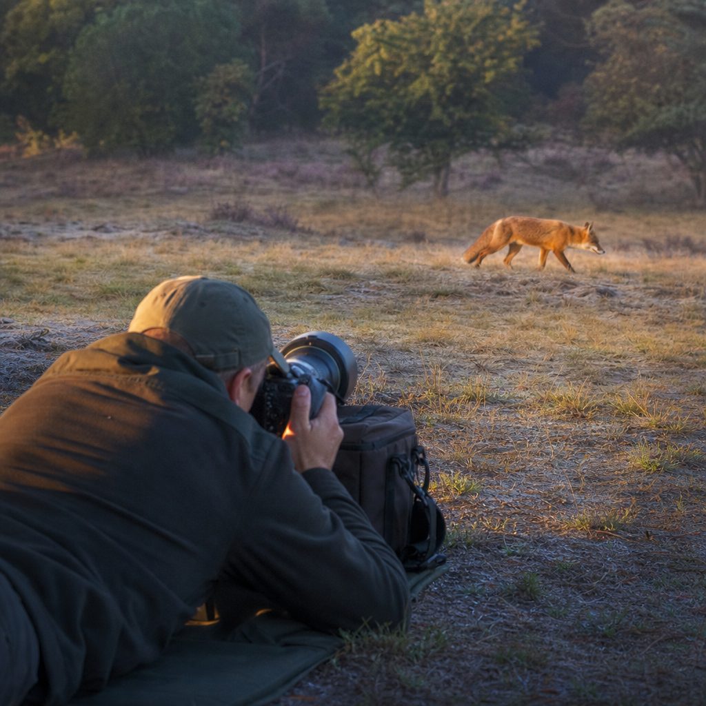 photographe allongé au sol dans une réserve naturelle, longue focale posée sur un sac de sable, visant un renard roux qui traverse une clairière à la lumière dorée du matin
