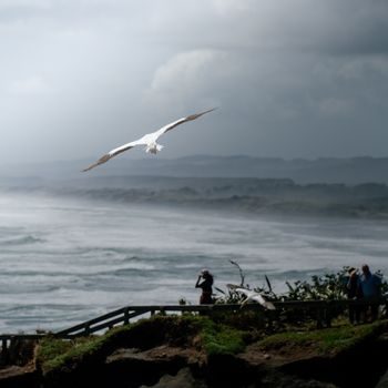 photographe allongé sur une falaise venteuse, longue-vue téléobjectif pointée vers le ciel pour capter un oiseau marin en plein vol au-dessus des vagues